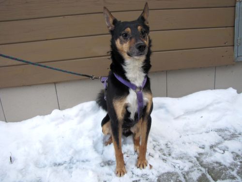 Virtuálna adopcia v zlínskom útulku