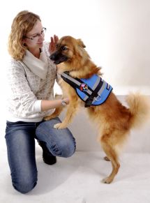 Tazy & # 8211; signálne pes z ulice