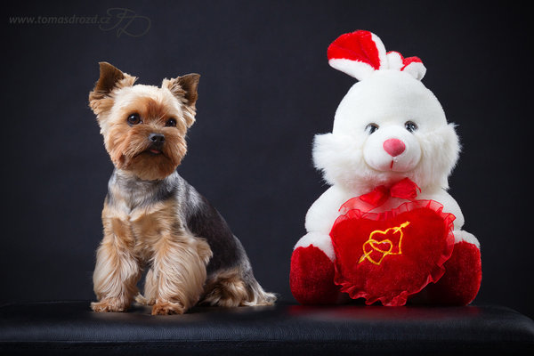 Tipy na vianočné darčeky pre psov