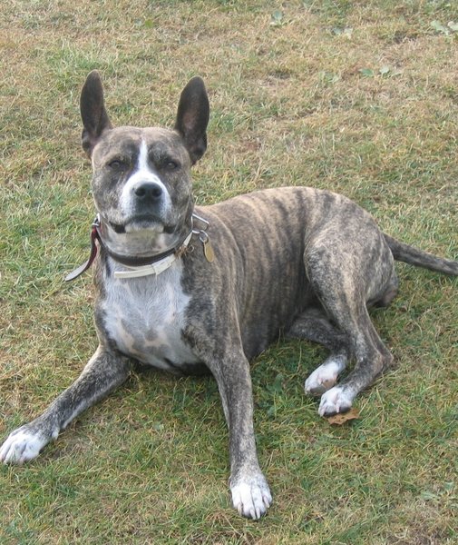 Agresivita a homeopatiká