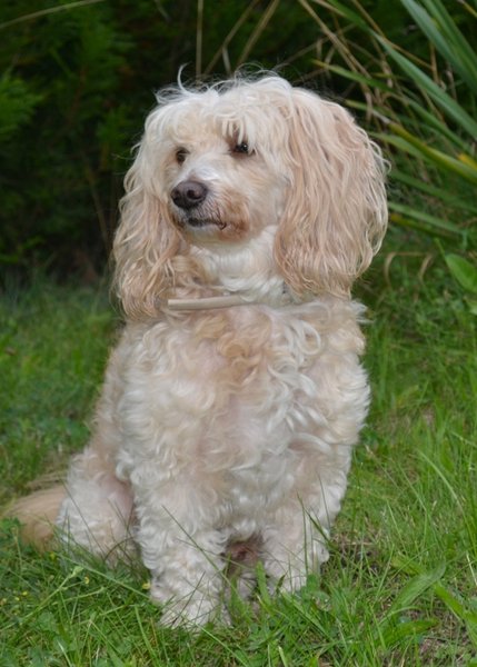 Útulkom sa rozdávalo krmivo