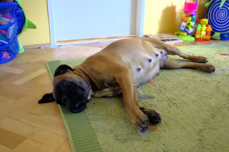 Pripravte svoju suku na pôrod a dojčenie