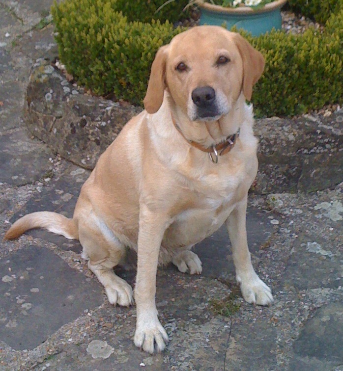 Kilá navyše spôsobujú napätie a preťaženie psieho tela