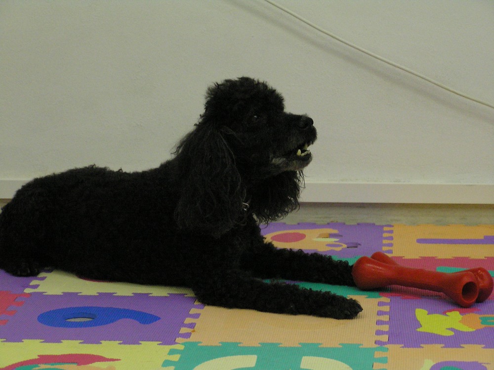 nepredvídateľná agresie