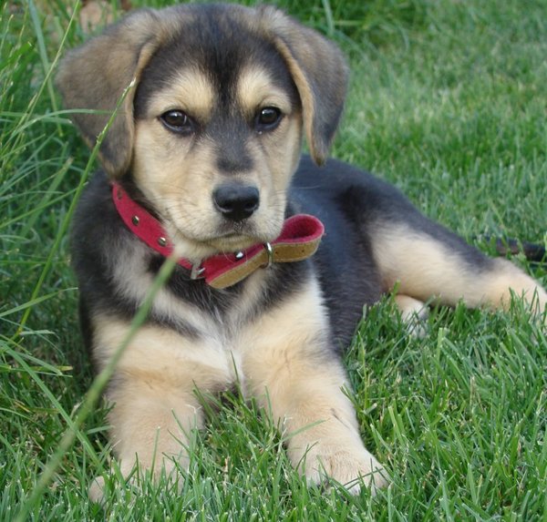 Obojok, alebo postroj?