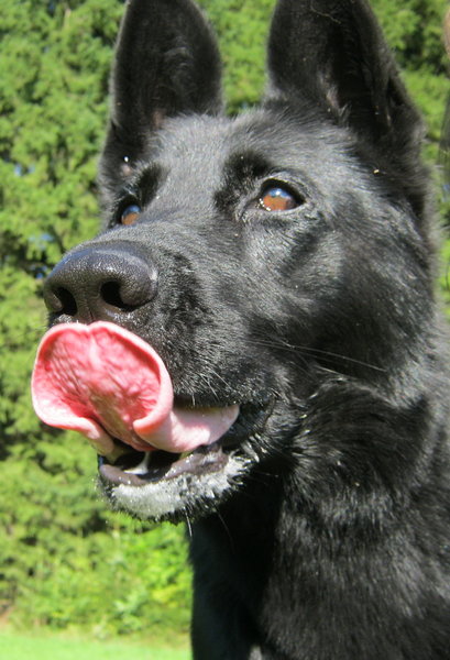 Cukrovka a jedálniček