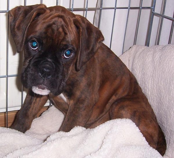 Kryptorchismus & # 8211; možné riešenie?