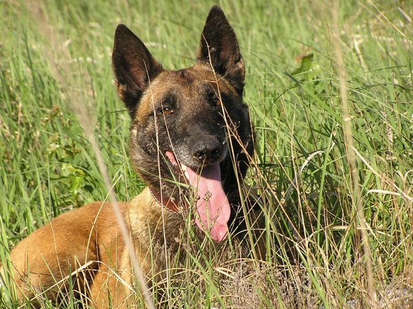 Prečo zdvíhajú nožičku?