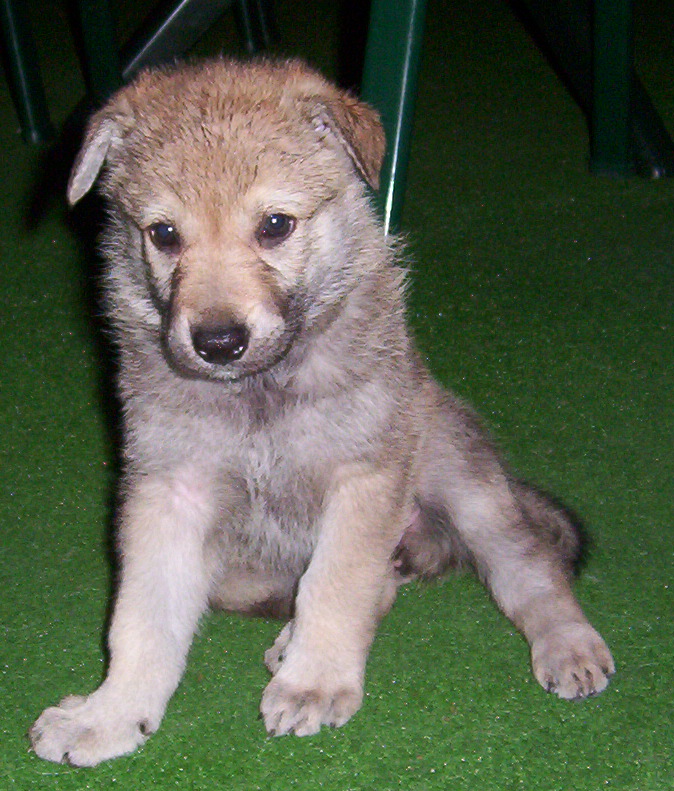 Malý sirota sa stále schováva