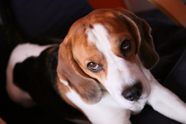 Aby bol pes pokojnejší ...