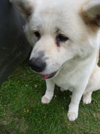 Vychytané psie známky