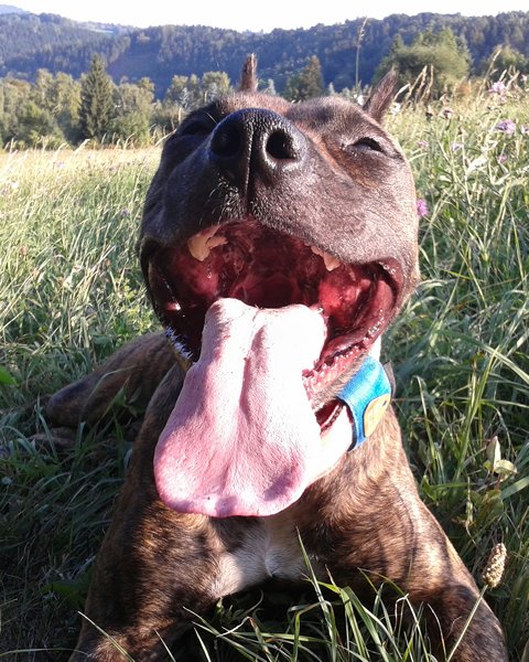 Kliešte sú tu, chráňte svojho psa!