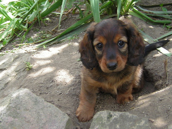 Môžu jesť šteňatá neobmedzene?