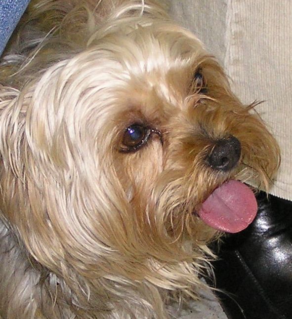 Prečo stále robí mláčky?