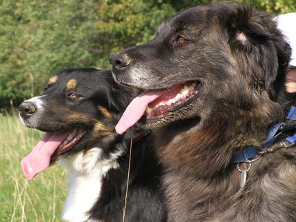 Mýty o psoch z útulku