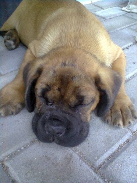 Nechutenstvo u šteniat