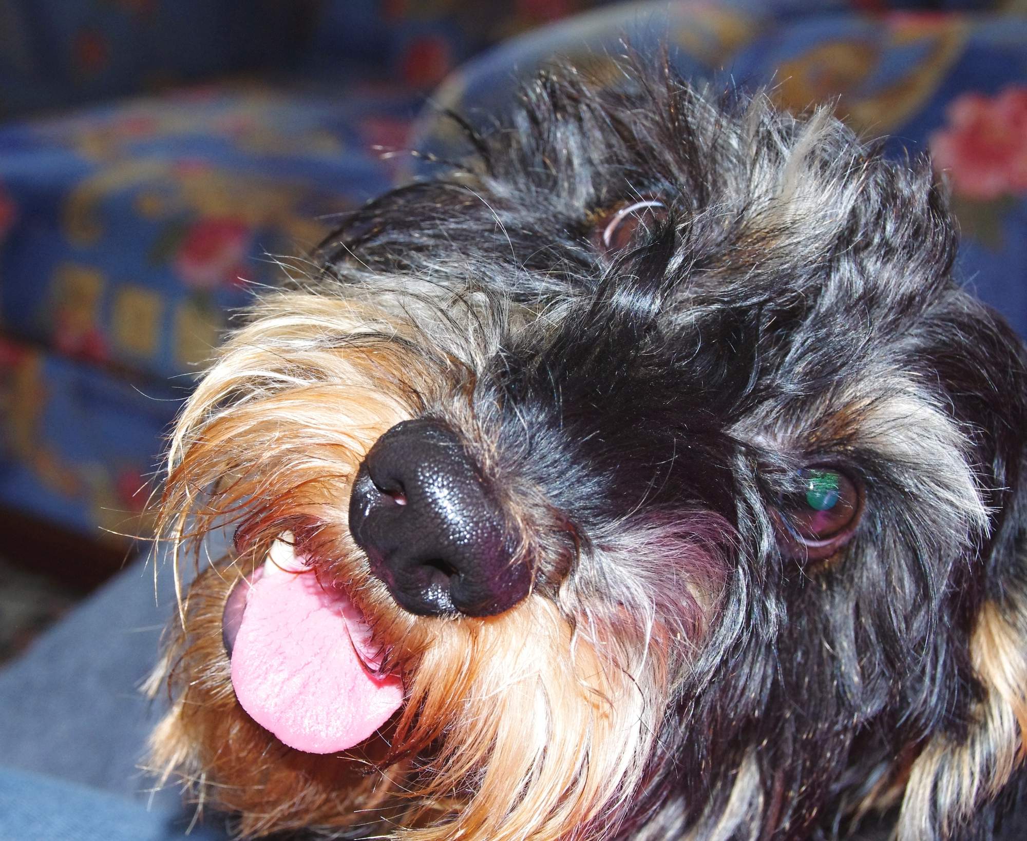 Čistil si už váš pes zuby?