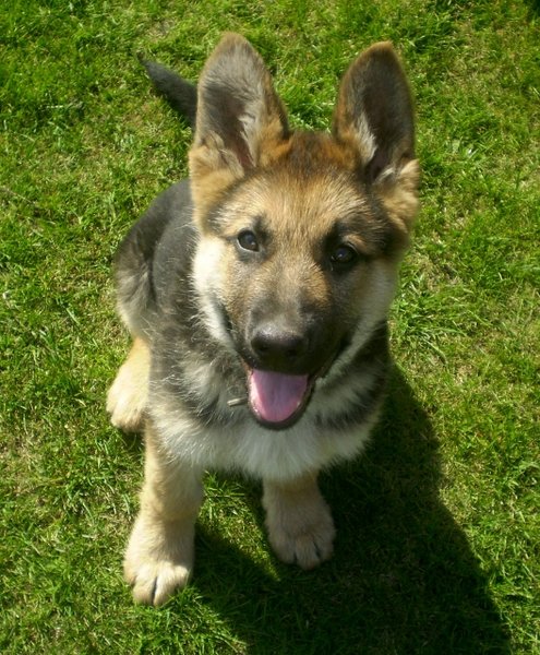 Ako napísať inzerát, ktorý nájde domov každému útulkáči?