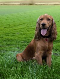 Blchám vstup zakázaný!