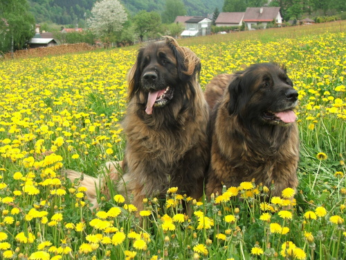 Suchá koža a lupiny