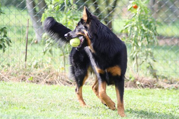 Spozná sa dysplázia podľa chôdze?