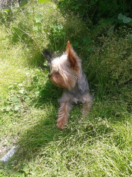 Bylinky vhodné pre psov