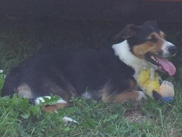 Pes a dieťa - konfliktom je lepšie predchádzať