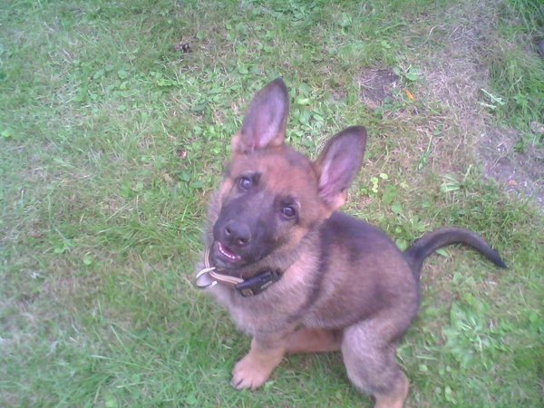 Sánkovať môže aj v lete