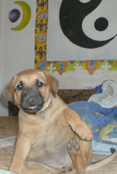 Čo je to vlastne množiarne psov?