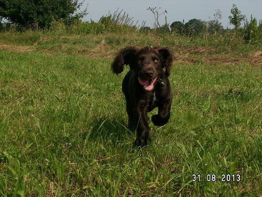 Blchy sú len u bordelár?