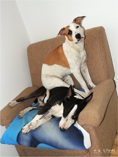 Rozmaznávanie psa môže aj prospievať