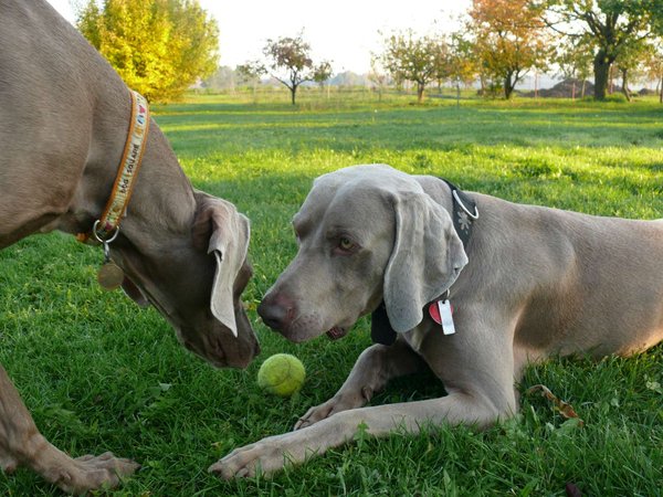 Zasahovať, alebo nie?