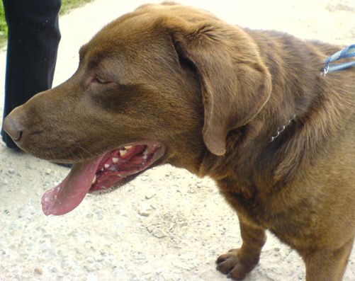 Keď pes vonku nepočúva