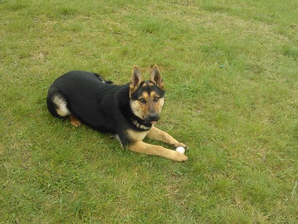 Ako často trénovať?