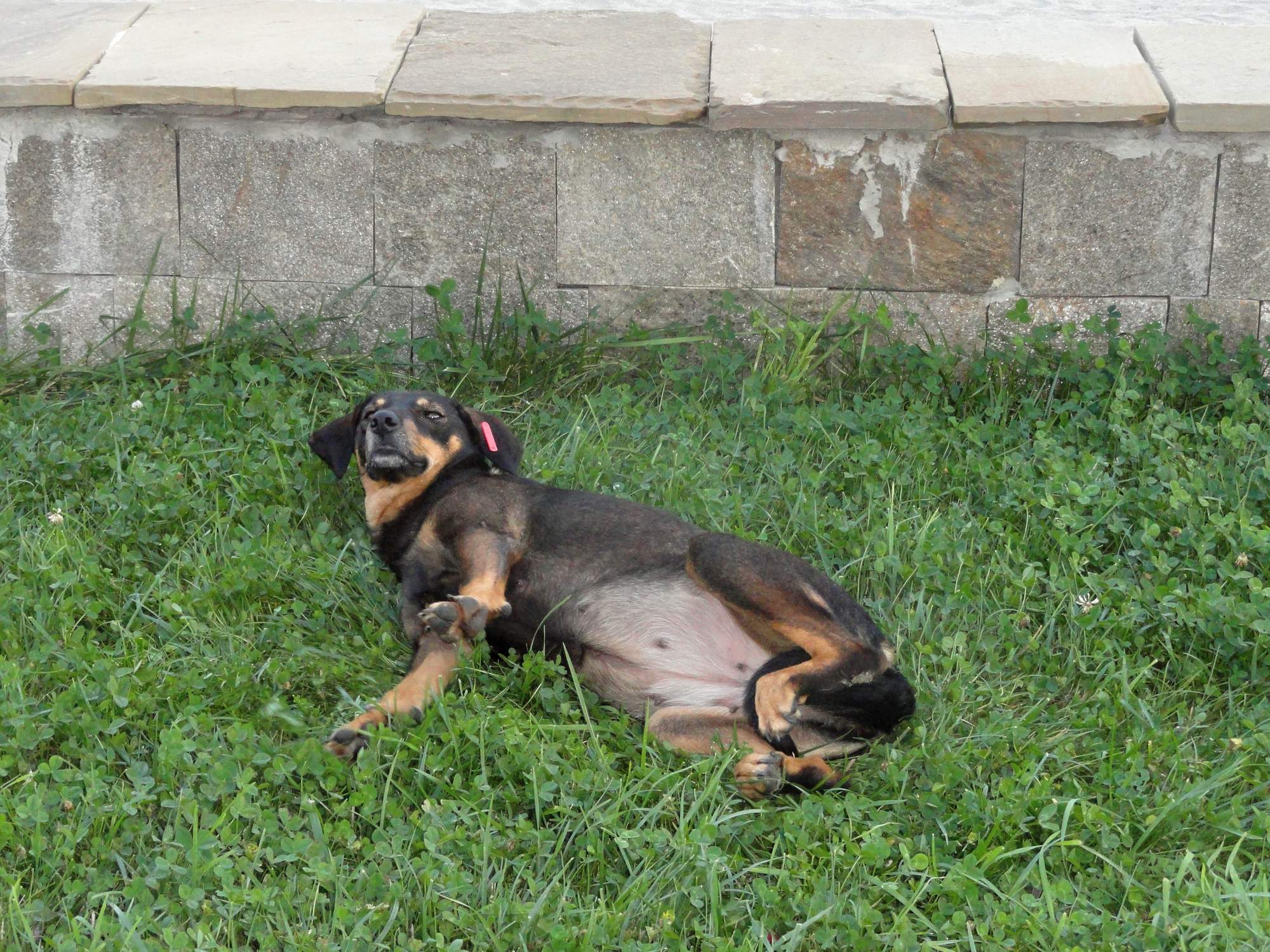 Svetový deň besnoty