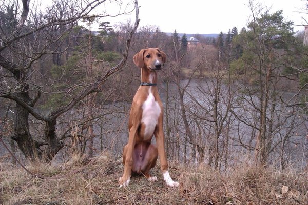 Domáce homeopatická lekárnička