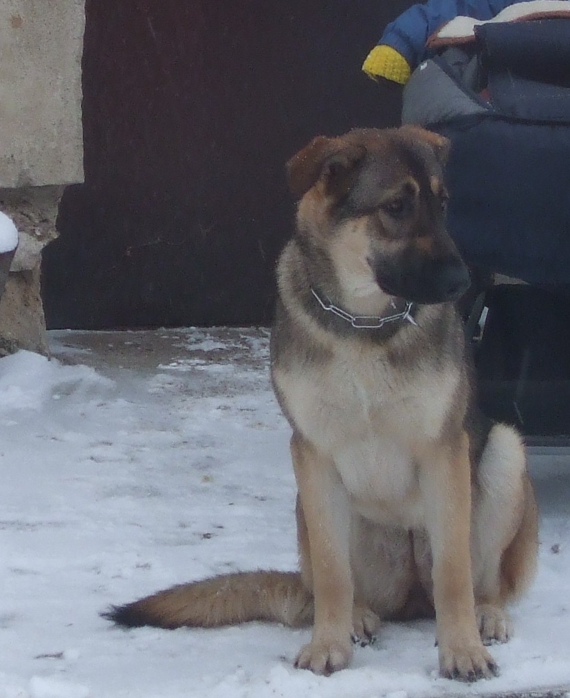 Pomôže proti túlanie fenky kastrácia?