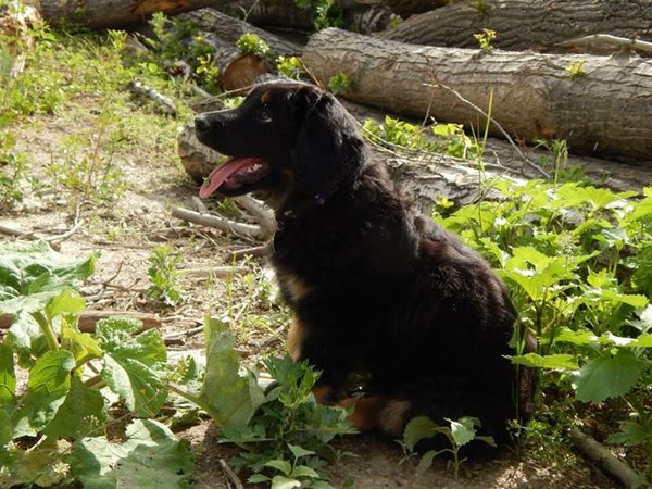 Nepriechodnosť močovej trubice