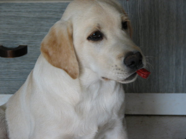 Ako na chytanie maškrty?