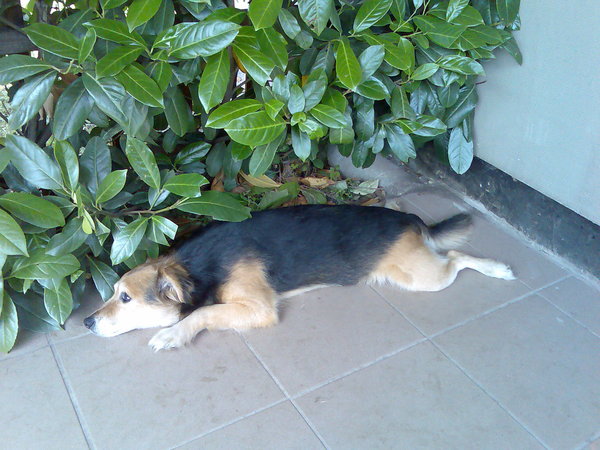 Nové cestovné pasy