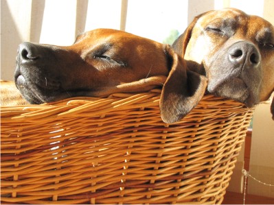 4 mýty o parazitoch, ktorým sa neoplatí podľahnúť