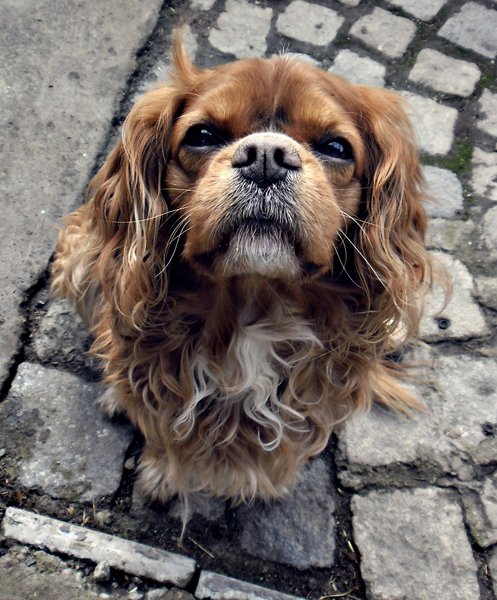 Charitatívne vianočné zbierka