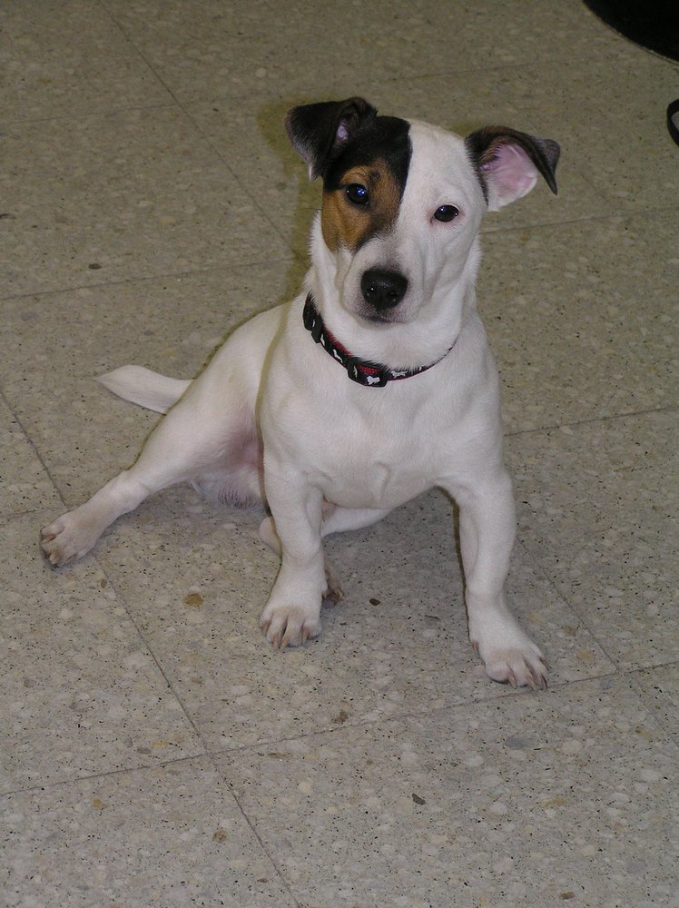 Pomôže kastrácia?