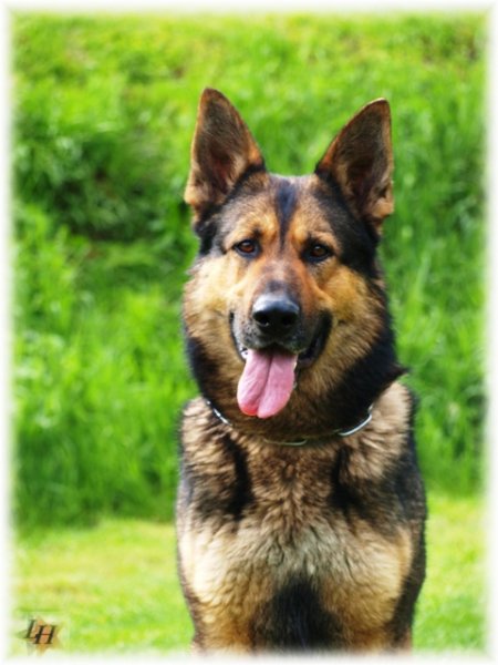 Začína príjem prihlášok do ankety kynológov roku 2014