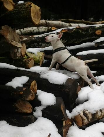 Ako je to s tým vrtením chvosta?