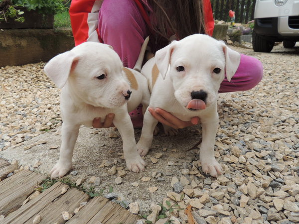 Kontakt so psami až po očkovaní?