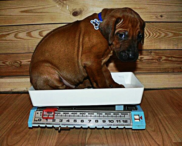 Potrebuje váš pes pribrať?