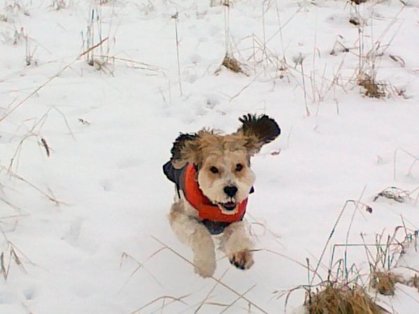 Ako často venčiť?