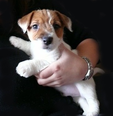 Ako cestovať lietadlom s domácimi miláčikmi?