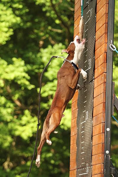 Má váš pes zažívacie ťažkosti? Príčina môže byť vo svaloch.